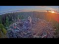 Скопа Иво и Ирис. (Эстония) Утро  -  Estonian Osprey Nest (Ivo & Iiris) Morning.