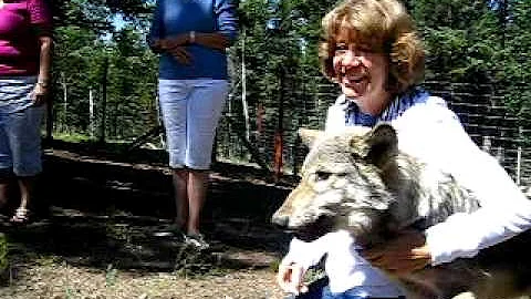 Shirley & the Wolf