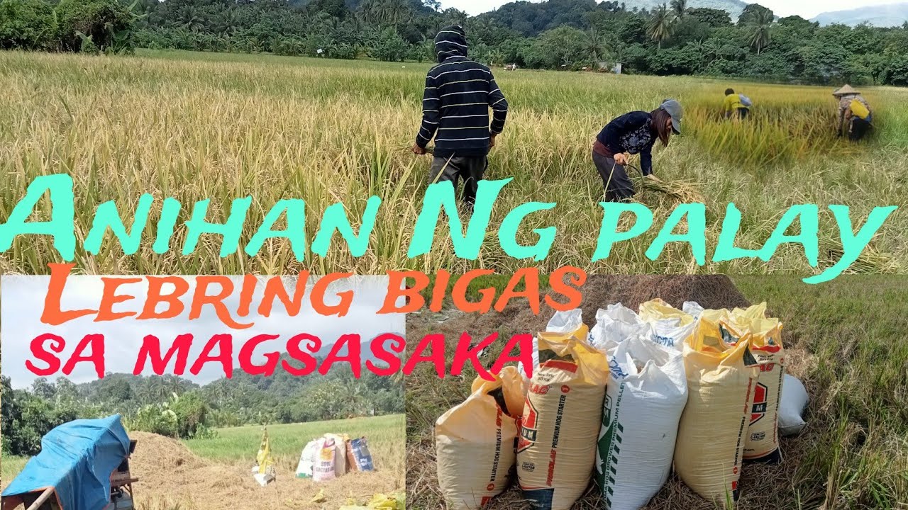 Anihan na Nman Ng palay libring bigas sa magsasaka👏👏👏🇵🇭🇵🇭🇵🇭 - YouTube