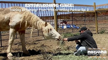 Establishing Care: Training a Mustang - From Wild to Willing Partner Ep. 2
