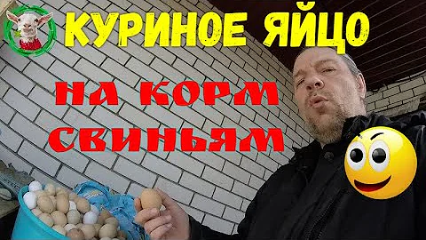 Куриное яйцо на корм свиньям