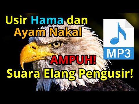 Suara Burung Elang Ampuh Untuk Mengusir Hama Burung dan Ayam Nakal Penggangu