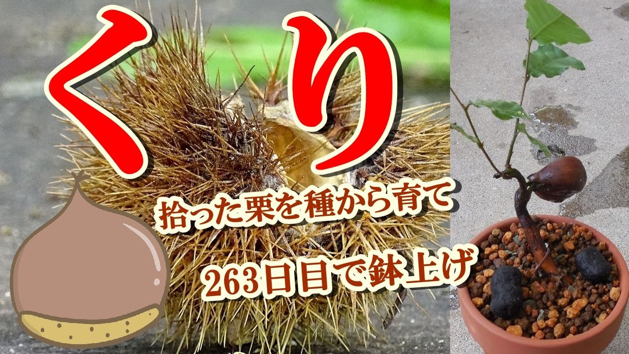 栗ミニ盆栽 拾った栗を育てる 種蒔きから263日鉢上げ Grow The Chestnuts You Picked Up Pot Them In 263 Days After Sowing Youtube