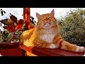 Смешные Кошки 2017! (#31)  Веселая Видео Подборка! Смешные Животные 2017/ Cats 2017/