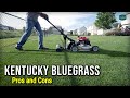 Kentucky Bluegrass Pros and Cons