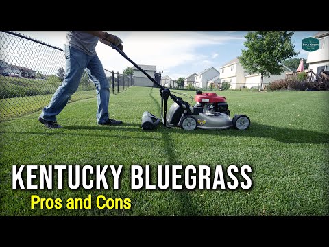 تصویری: اطلاعات در مورد کنتاکی بلوگرس - Kentucky Bluegrass Maintenance & Care