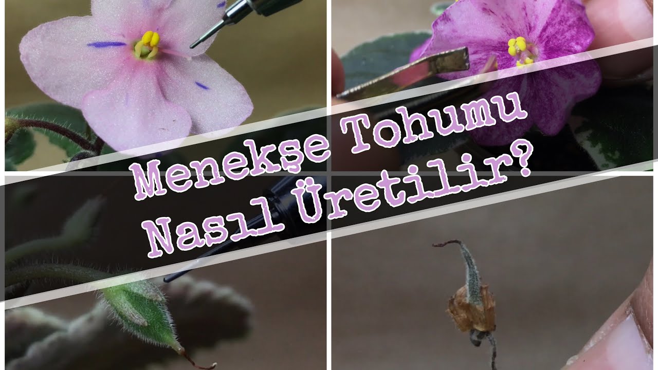 Menekşe Tohumu Nasıl Üretilir? - How to get african violet seeds? (With English Subtitles)