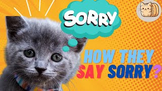 Is Your Cat Apologizing? You Won't Believe How They Say Sorry!