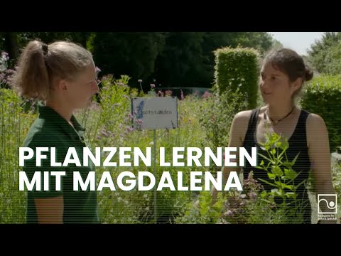Video: Lateinische Pflanzennamen - Warum verwenden wir lateinische Namen für Pflanzen?