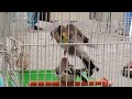 Birdsinging Trained Birds Sehra Singing جفت گیری سهره جوره شدن سهره سهرئ مست mp3