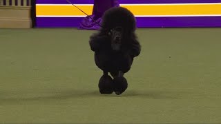 Miniature poodle named best in show at Westminster Dog Show