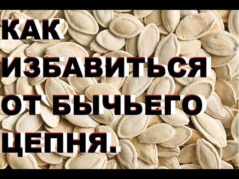 Вопрос: Как распознать заражение карликовым цепнем?