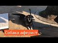 Батуми . Собака аферист . Собака которая притворяется  что не умеет ходить .