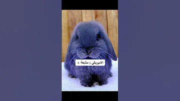 من هو اجمل ارنب 