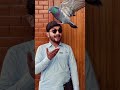 pigeon #pigeon Funny🤣😝😜