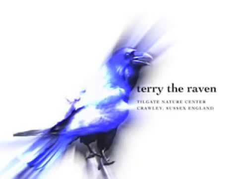 Terry the Talking Raven