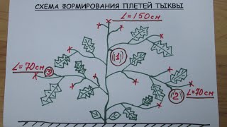 Схема формирования тыквы