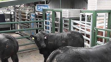 Cattle Weighing using EID