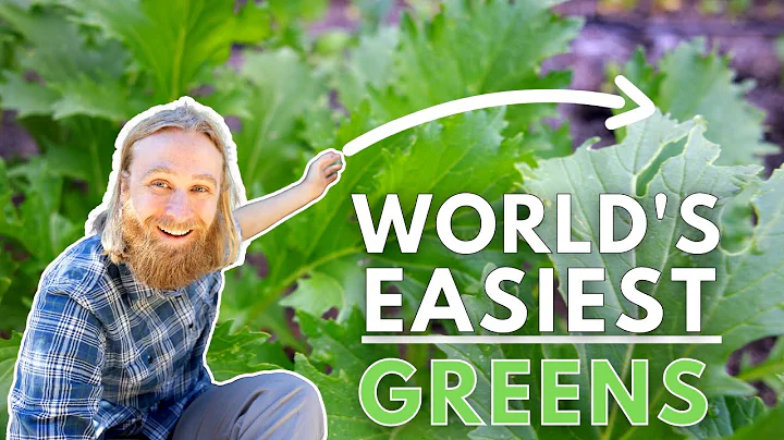 How to Grow Mizuna: The Leafy Green You Aren't Gro...