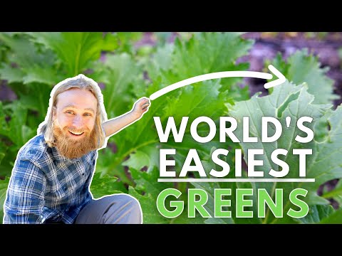 Video: Growing Mizuna Greens - Kawm Yuav Ua Li Cas Kho Mizuna Greens