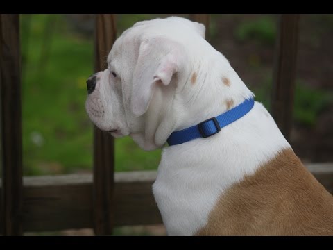 Bulldog Americano / Raza de Perro Bulldog Americano. Origen, Características, Alimentación, Cuidados Y Curiosidades