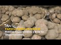 Papicultores en crisis: Precios Insostenibles y Alza de Importaciones -TvAgro por Juan Gonzalo Angel