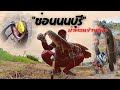 ช่อนนนบุรี น้ำท่วมข้างทาง กับเทคนิคการอ่านหมาย #nmf #fishing