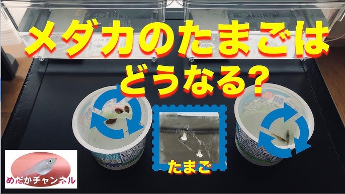 元気なメダカの突然死 Youtube 元気なメダカの突然死 Youtube