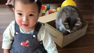 蓋を閉められる猫 ノルウェージャンフォレストキャットNorwegian Forest Cat.