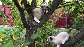 Two cats climb trees - Cats and tall trees. by ShirliMur 126 views 1 year ago 7 minutes, 5 seconds