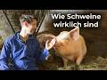 What Happens If Pigs Are Allowed To Live What Happens If Pigs Are Allowed To Live