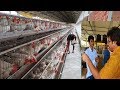 Large Layer Poultry Farm Entire Tour / Biggest Layer Poultry Farm Setup.Part-3