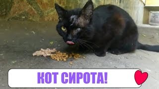 КОТ СИРОТА! ШОКОЛАДНЫЙ КОТ! Уродливый кот! Выброшен на улицу! ТОП! Лайфхаки