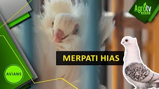 JENIS MERPATI HIAS HASIL BUDIDAYA DI INDONESIA