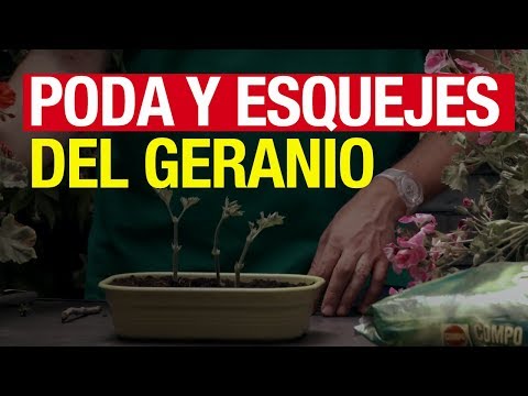 Vídeo: Propagació De Gerani Per Esqueixos A Casa: Com Propagar Pelargoni Per Esqueixos A L'hivern Al Febrer? Quan Es Propaga Una Flor A La Primavera? Com Arrelar I Plantar En Tests?