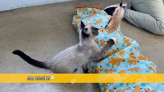 Hundreds of stray cats annually