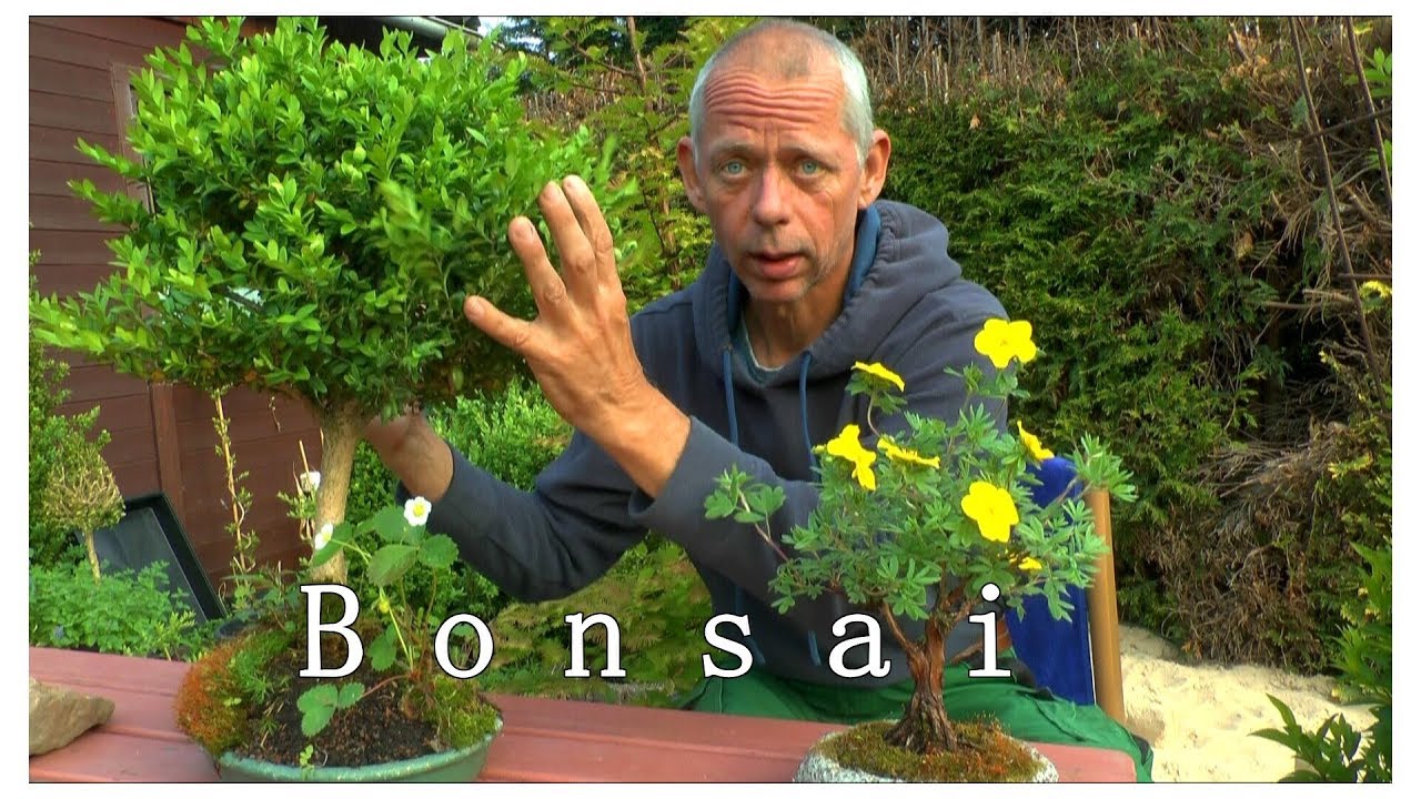 Die Welt der Bonsai Boxwood Style und was Bonsai uns zeigt im laufe der