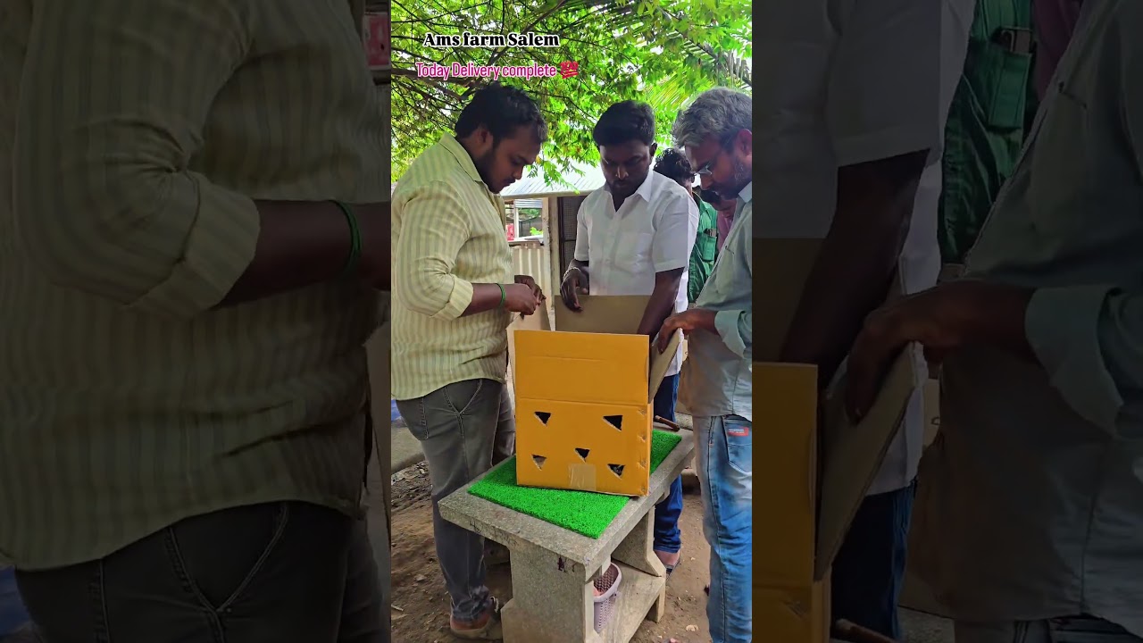 pure peruvidai koli valarpu Salem chicks available...