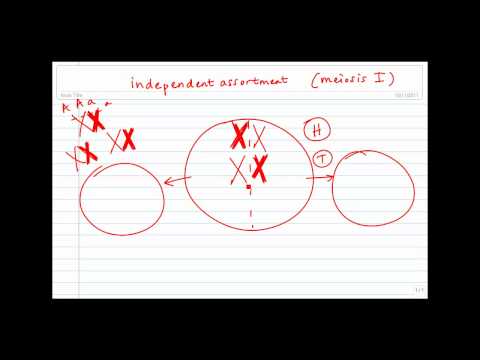 فيديو: كيف تشكيلة مستقلة من الكروموسومات؟