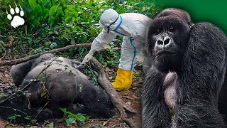 Gorilla Apocalypse: Battling Ebola's Pandemic   Full HD Wildlife Documentary