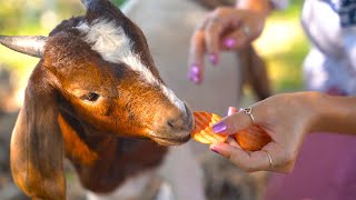 Peewee Mcnugget Tries Things For The First Time In His Little Dumb Baby Goat Life