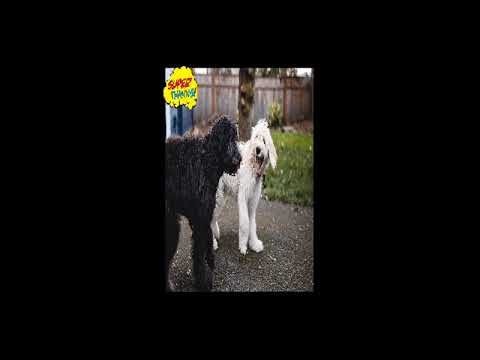 funniest-ever-irish-dog-licence-prank-phonecall