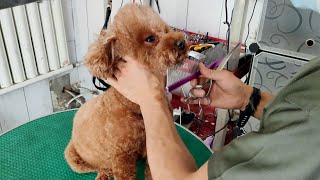 Brown poodle dog getting beauty care, beautician gives cute dog a beautiful style, excellent skills