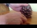 How to extract pine nut from cone