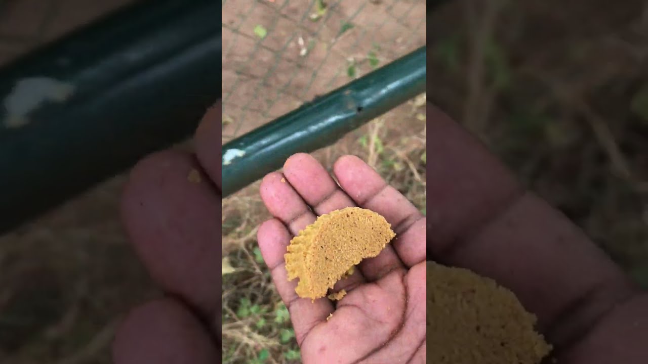 Funny Monkeys enjoying Cake😂🤣😋😋 