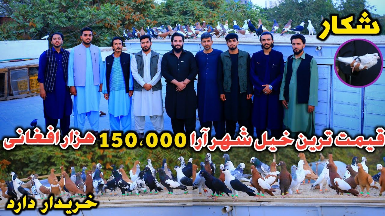 Специальная охота на голубей в Шахр-э-Ара | Драгоценные голуби продаются за 150 000 афгани | Редк...
