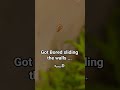 Why is this snail floating? ๑ï🐌