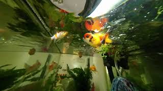 Fish tank Zen