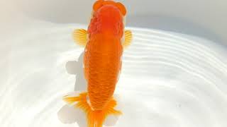 DSCF6960