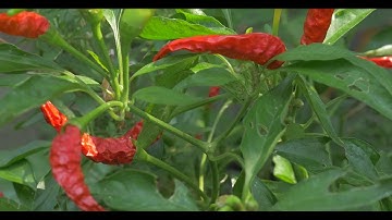 Gh4 12-35mm | Zhiyun Crane V2 Cinematic theme